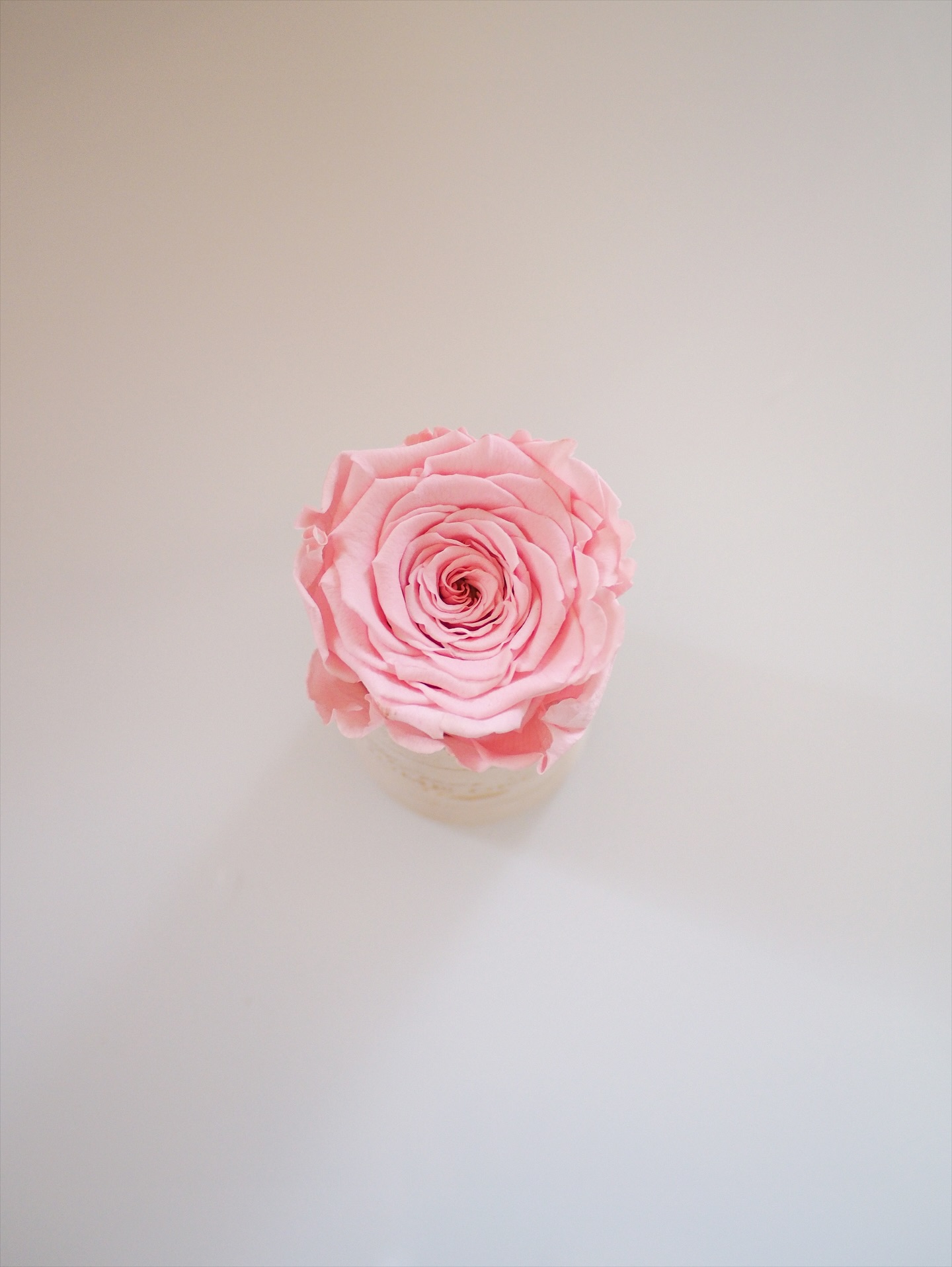 Wieczna róża we flower boxie (PREMIUM) zdjęcie 1